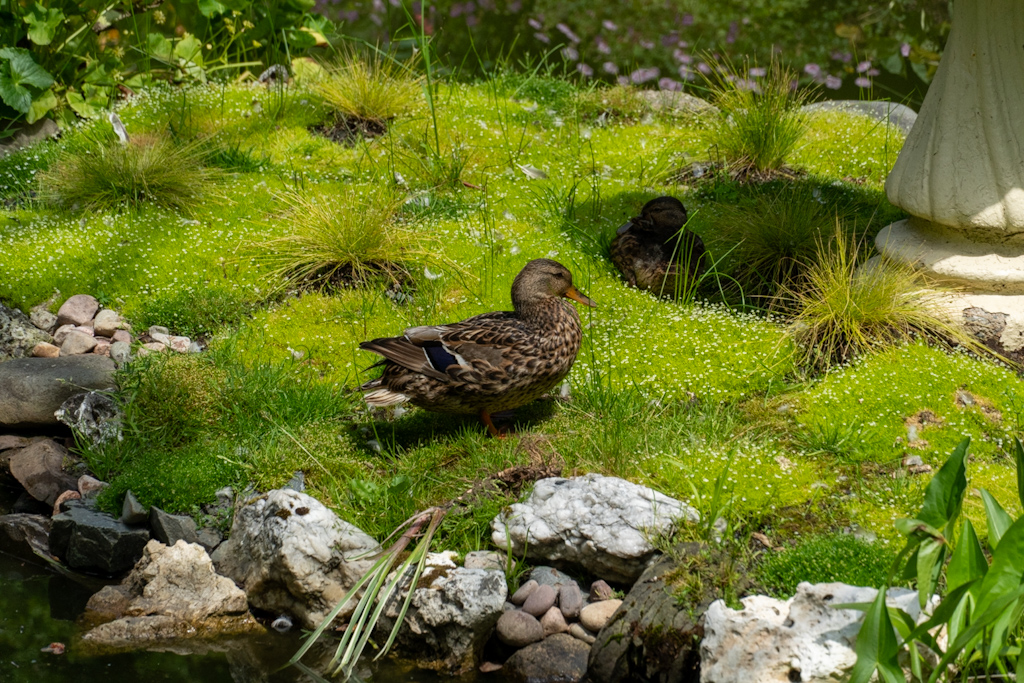 Photography by Chris Allington
